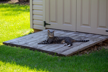 Close up view of a gray striped tabby cat with white feet, relaxing in shaded comfort on the wooden ramp of a residential garden shed
