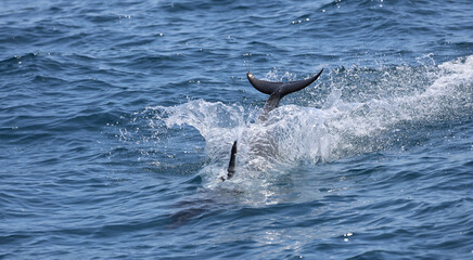 dolphin jumping in the water