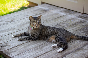 Naklejka premium Close up view of a gray striped tabby cat with white feet, relaxing in shaded comfort on the wooden ramp of a residential garden shed 