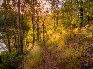 Forest Scene with Morning Light