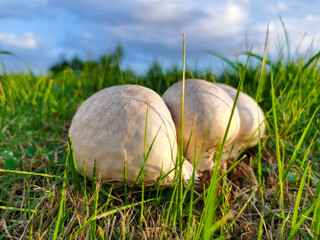 Marburia growing on the grass after rain