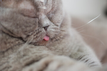 Close up photo of  sleeping kitty with tongue