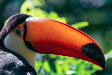 Tucan mirando a la camara con pico naranja