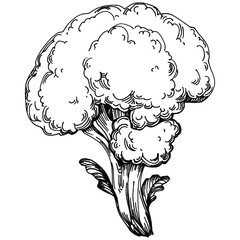 Broccoli Isolated hand drawn illustration. Vegetable engraved style. Sketch vegetarian food drawing. Farm market product. The best for design logo, menu, label, icon, stamp.