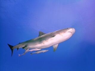 Naklejka premium Tiger Shark at the Surface