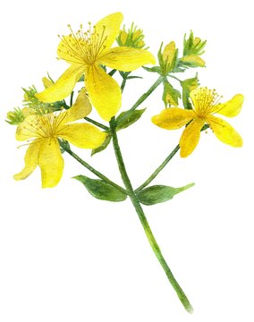 弟切草 の画像 194 件の Stock 写真 ベクターおよびビデオ Adobe Stock