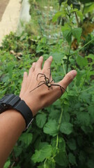 a small black spider was on someone's hand. Looks tame and maybe a way to become spiderman © Zenn Virgiawan