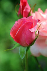 pink rose in garden