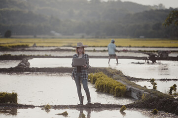 Businesswoman standing and looking at the rice fields