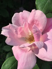 The beauty of a flower close up