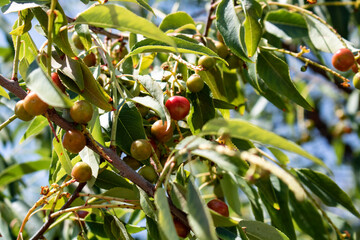 Purunus salicifolia, mexican tree which provide a berry called capulin
