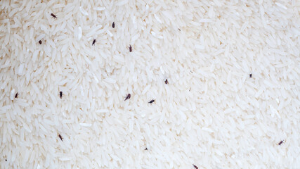 Small sitophilus oryzae insect in a packet of rice.