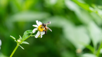 Bee and white spanish needle flower in a garden.