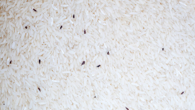 Small sitophilus oryzae insect in a packet of rice.
