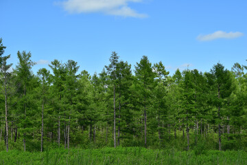 Larch forest against the blue sky.