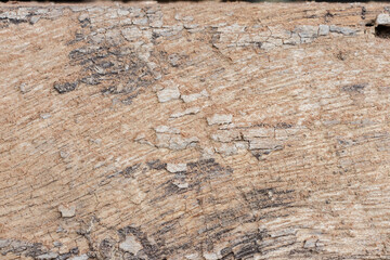 Wood bark texture