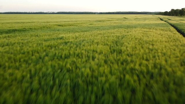 Drone takes off in mid-June over a green grain field near Leipzig (Germany) 