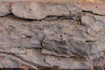 bark of a tree