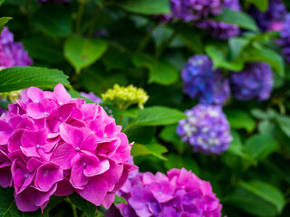 ピンクの紫陽花