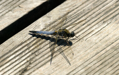 dragonfly resting on an unpainted wooden deck.