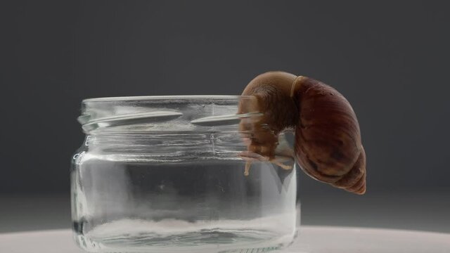 Close-up of a snail crawling on an empty glass jar on a white background. The use of shellfish in cosmetology.