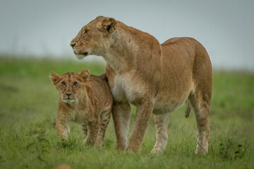 Lioness stands on short grass with cub