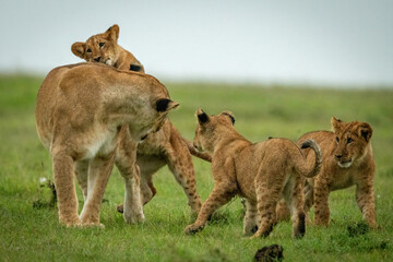 Lioness stands play fighting with three cubs