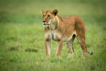 Lioness stands on short grass staring left