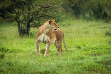 Lioness stands on short grass turning head