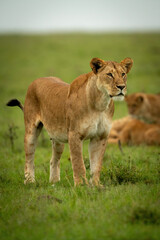 Fototapeta na wymiar Lioness stands on grassy plain near cubs