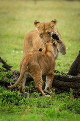 Lioness stands lifting paw to slap cub