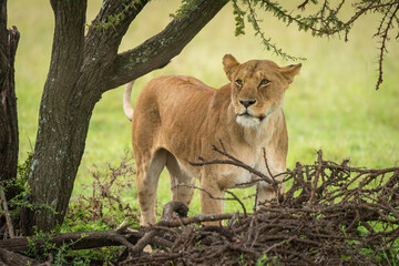 Lioness stands looking past thornbush in grassland