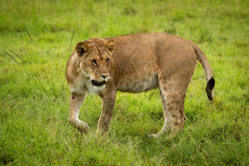 Lioness stands lifting paw to turn round