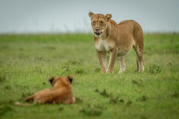 Lioness stands licking lips watched by cub