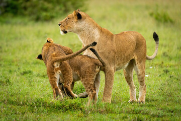 Lioness stands by cubs playing on grass