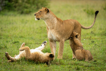 Lioness stands by playful cubs in grass