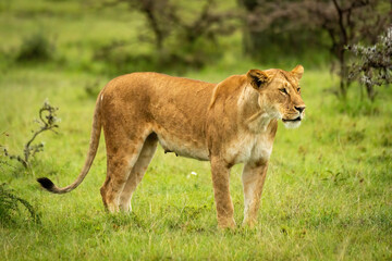 Lioness stands in grassy clearing staring right