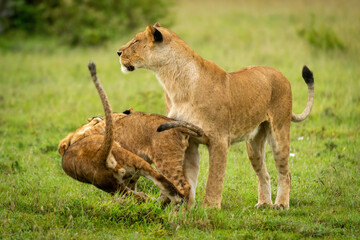 Lioness stands by cubs playing in grass