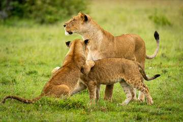 Fototapeta na wymiar Lioness stands by cubs playing in grassland