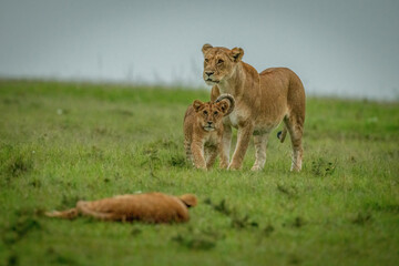 Lioness stands as cub walks towards another