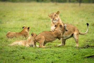 Lioness plays with cub on hind legs