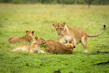 Fototapeta na wymiar Lioness play fights with cub near others