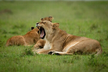 Lioness lies yawning in grass near another
