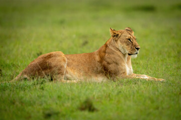 Lioness lies on short grass staring