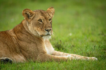 Lioness lies on short grass facing right