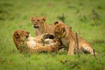 Fototapeta na wymiar Lion cubs lie play fighting by another