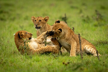 Fototapeta na wymiar Lion cubs lie play fighting near another