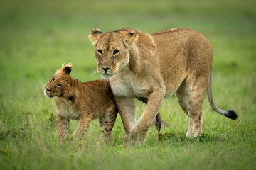 Lion cub walks with lioness shaking head