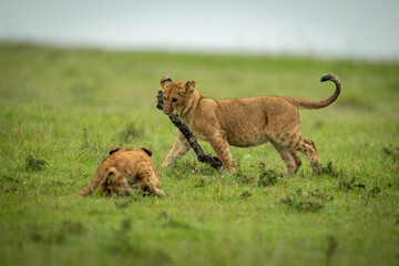 Lion cub watches another walking with stick