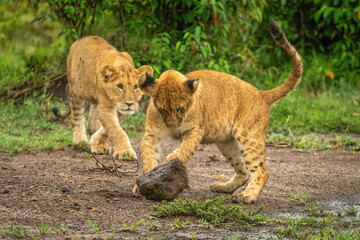 Lion cub watches another playing with stone